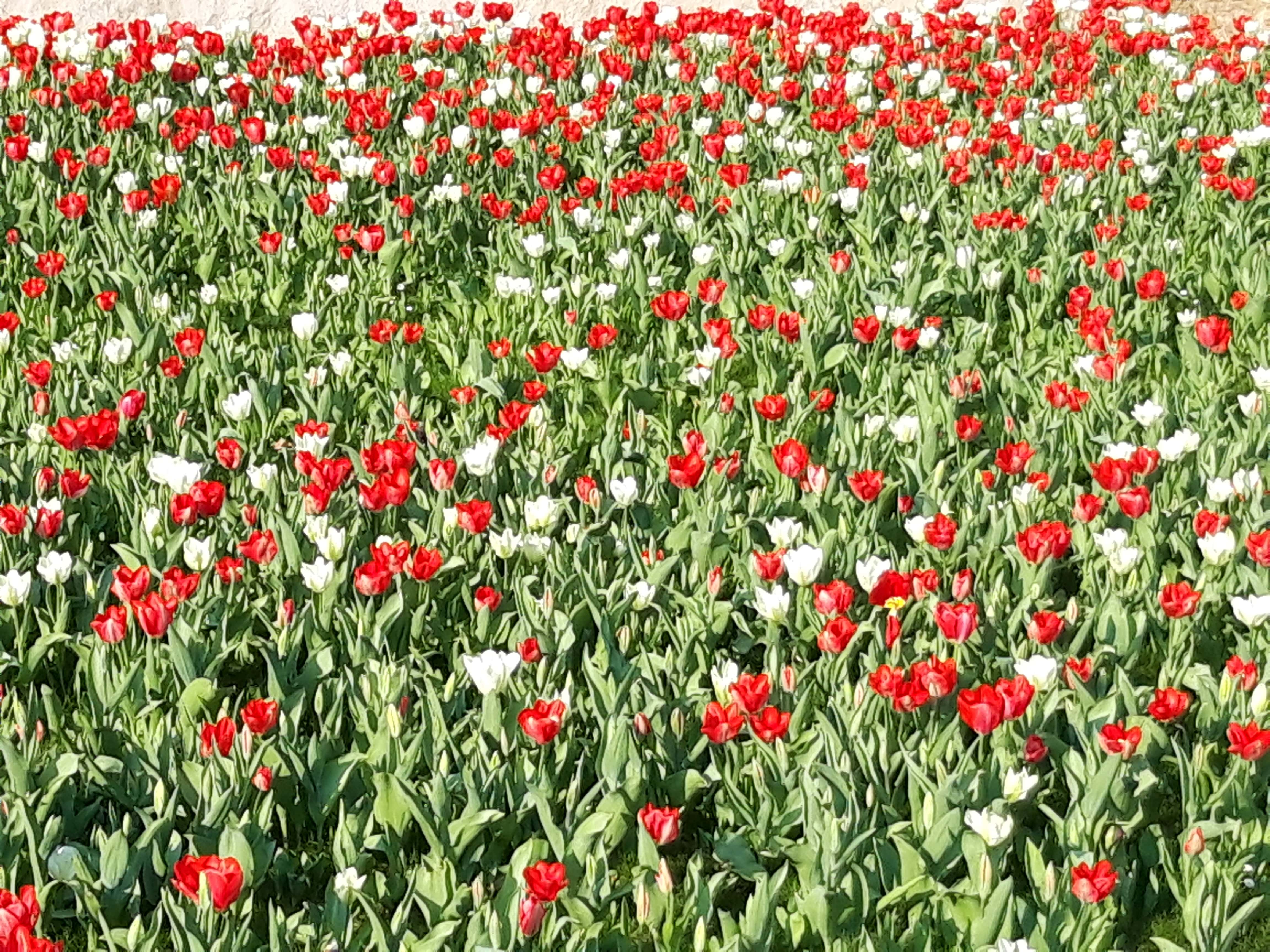 Muttertag 8.Mai